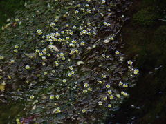 Ranunculus penicillatus