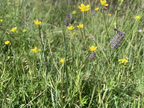 Ranunculus acriformis