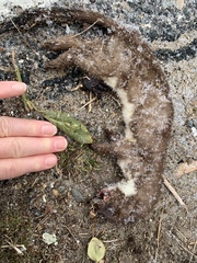 Mustela