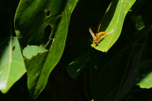 Yellow Oriental Paper Wasp