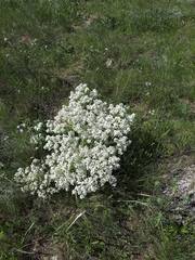 Crambe aspera