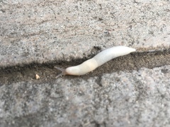 Deroceras reticulatum