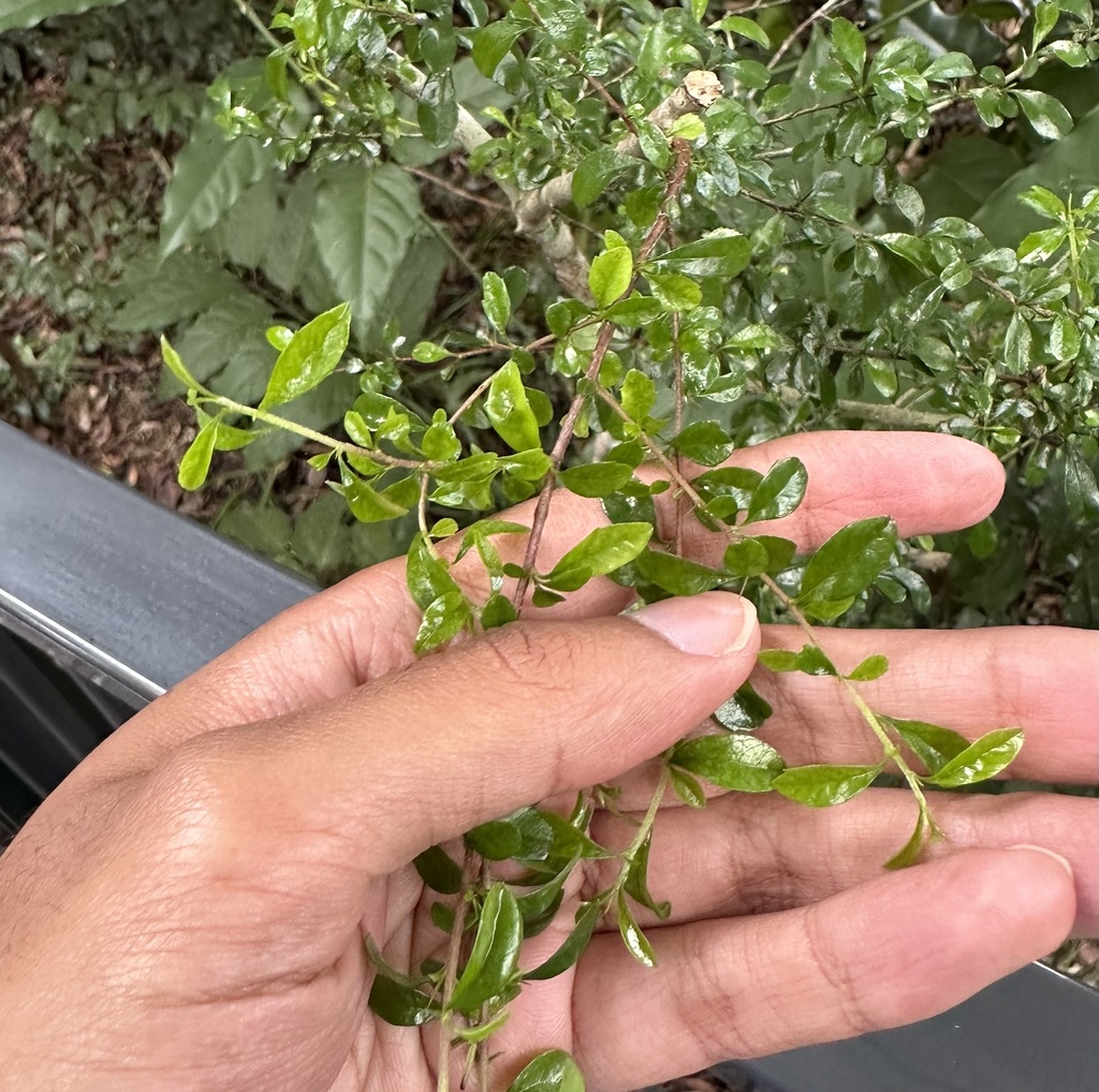Bursaria tenuifolia; photograph (c) Ashwin Srinivasan, some rights reserved (CC BY)