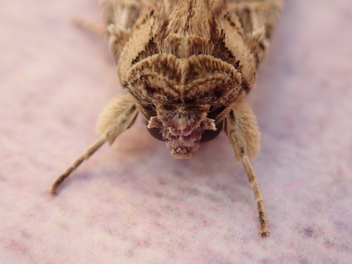 Mediterranean Brocade