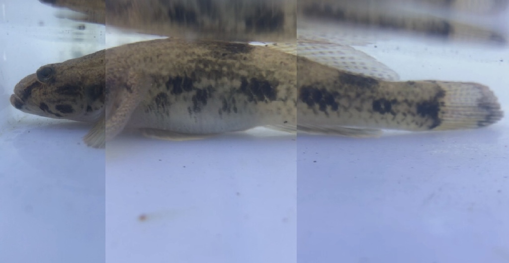 Olive flathead-goby (Glossogobius olivaceus) — Gobiidae