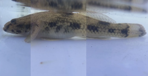 Olive flathead-goby (Glossogobius olivaceus) — Gobiidae