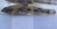 Glossogobius olivaceus