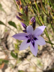 Thereianthus spicatus