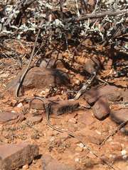 Psammophis trigrammus