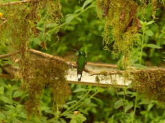 Urosticte benjamini