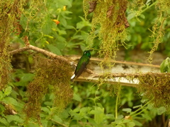 Urosticte benjamini