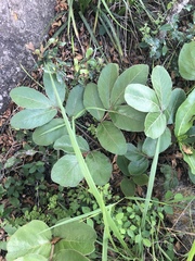 Lannea edulis edulis