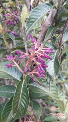 Palicourea angustifolia