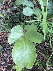 Lannea edulis edulis