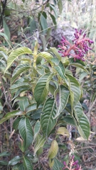 Palicourea angustifolia