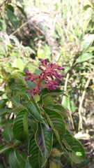 Palicourea angustifolia