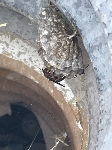 Metric Paper Wasp