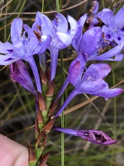 Thereianthus spicatus