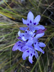 Thereianthus spicatus