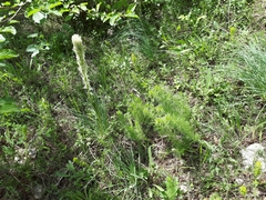 Asphodeline taurica
