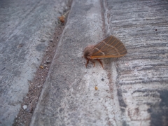 Hemileuca rubridorsa