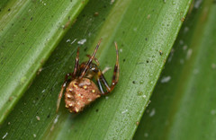 Verrucosa arenata image