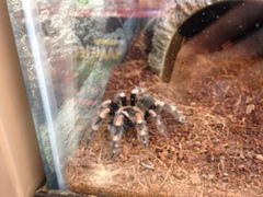 Brachypelma hamorii