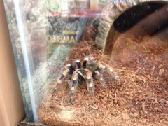 Brachypelma hamorii