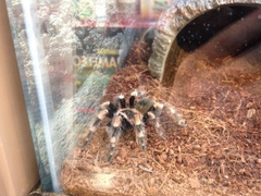 Brachypelma hamorii