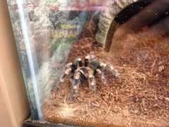Brachypelma hamorii