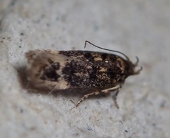Bryotropha affinis