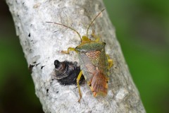 Acanthosoma denticaudum