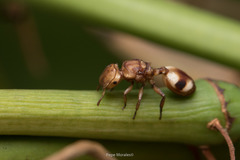 Cephalotes umbraculatus