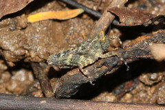 Orthoptera