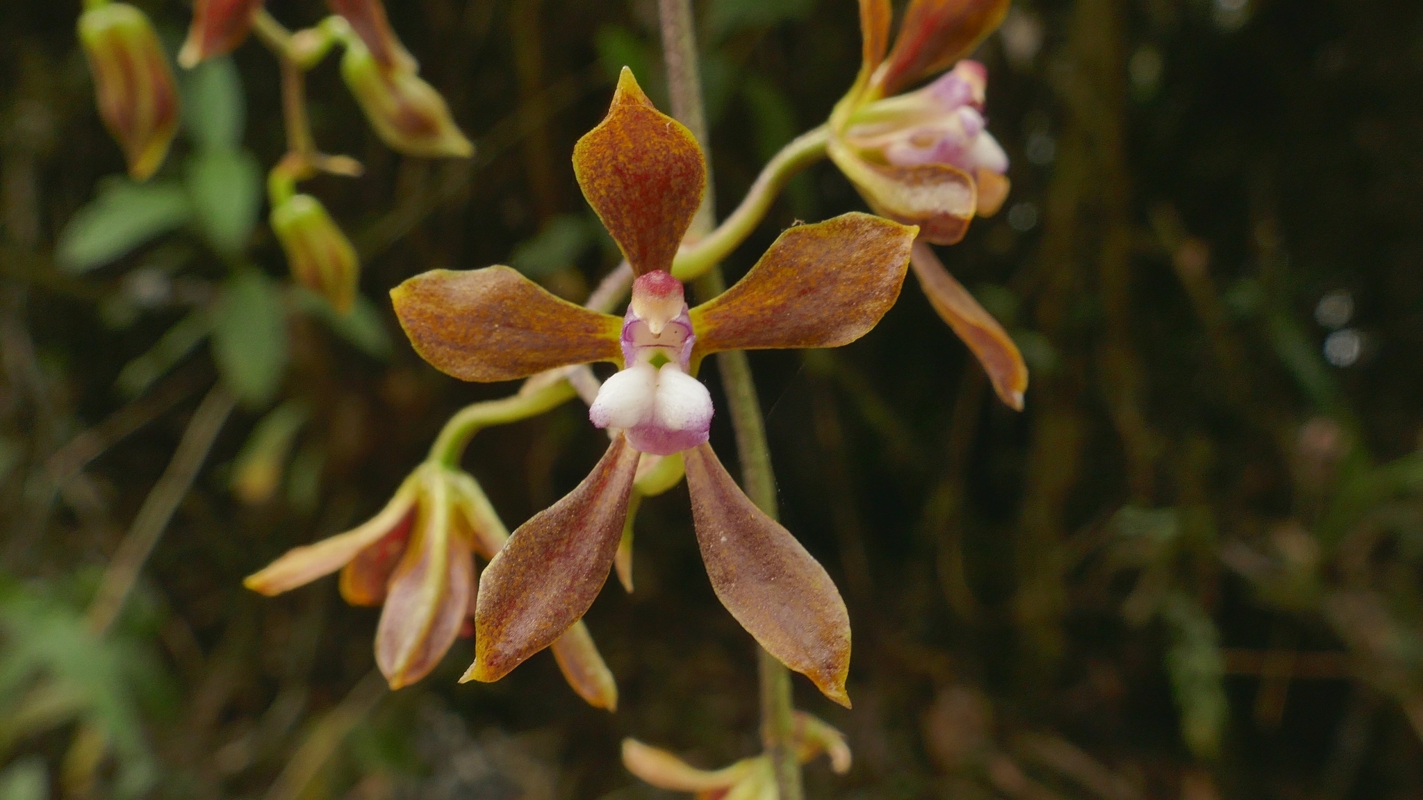 Cyrtochilum funis (F.Lehm. & Kraenzl.) Kraenzl.