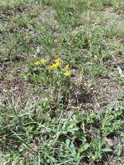 Genista albida