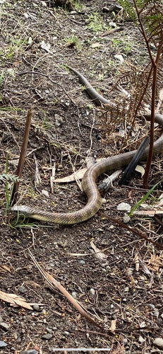 Tiger Snake sighting