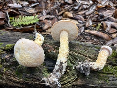 Austroboletus subflavidus image