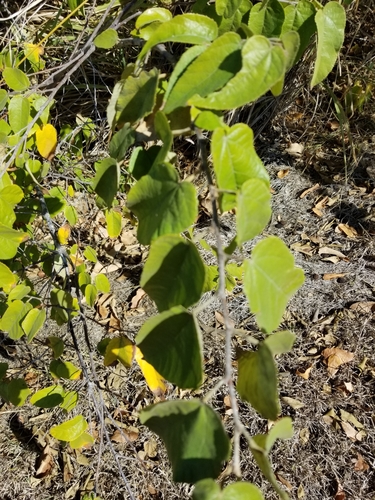 Guazuma ulmifolia - Whole tree