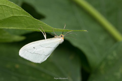Leuculodes lacteolaria