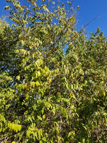 Guazuma ulmifolia - Leaves