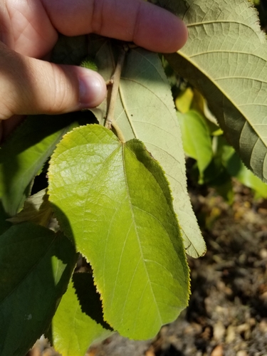 Guazuma ulmifolia - Whole tree