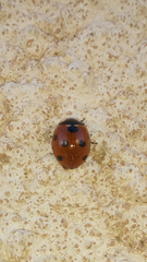 Coccinella algerica