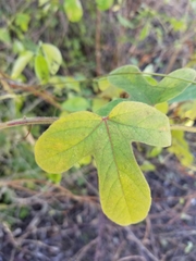 Passiflora santiagana