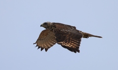 Buteo lineatus