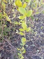 Passiflora santiagana