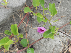 Ipomoea pes-caprae