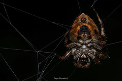 Eriophora edax