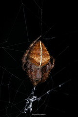 Eriophora edax