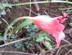 Cyrtanthus sanguineus